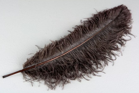 Strutsfjäder Mörkbrun