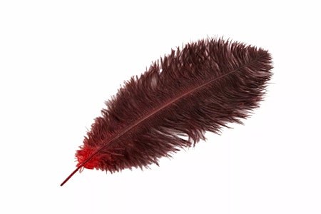 Strutsfjäder Mörkröd