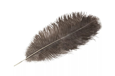 Strutsfjäder Natur