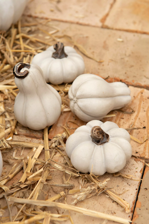 Pumpa Mini Vit Mix Poly