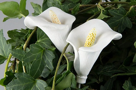 Blomma Stick Kalla Vit Poly