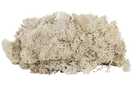 Renlav Natur Flamsäker