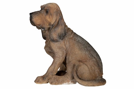 Hund Blodhund Poly