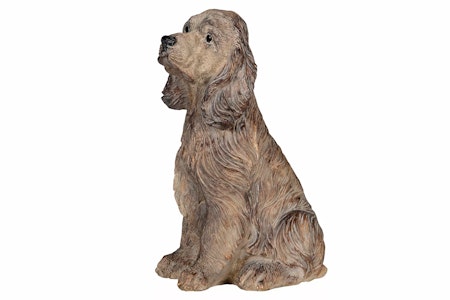 Hund Cocker Spaniel Poly