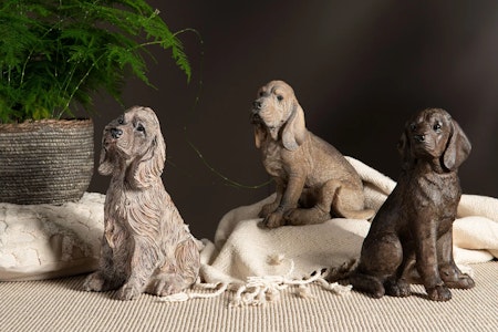 Hund Cocker Spaniel Poly