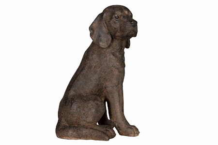 Hund Stövare Poly