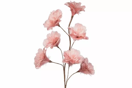 Kvist Fjäderblomma Gammelrosa