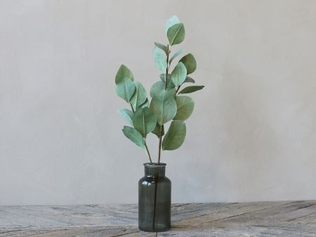 Fleur Eukalyptus gren