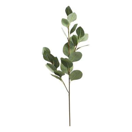 Fleur Eukalyptus gren