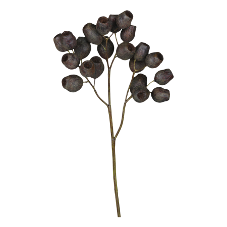 Fleur Eukalyptus bukett