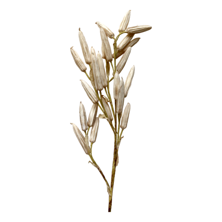 Fleur Gren m frökapsel Fleur Gren m frökapsel