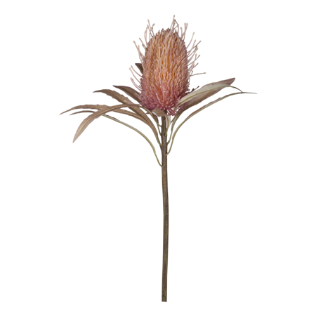 Fleur Protea