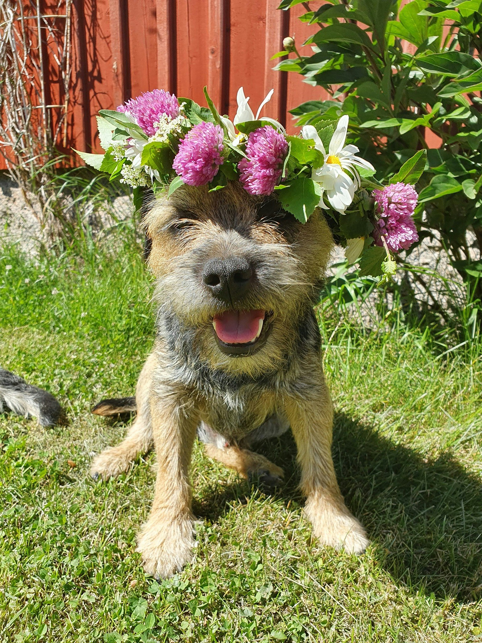 Genomförd Bind din egen midsommarkrans!