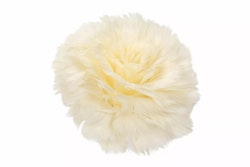 Fjäderblomma med clip - Vanilj
