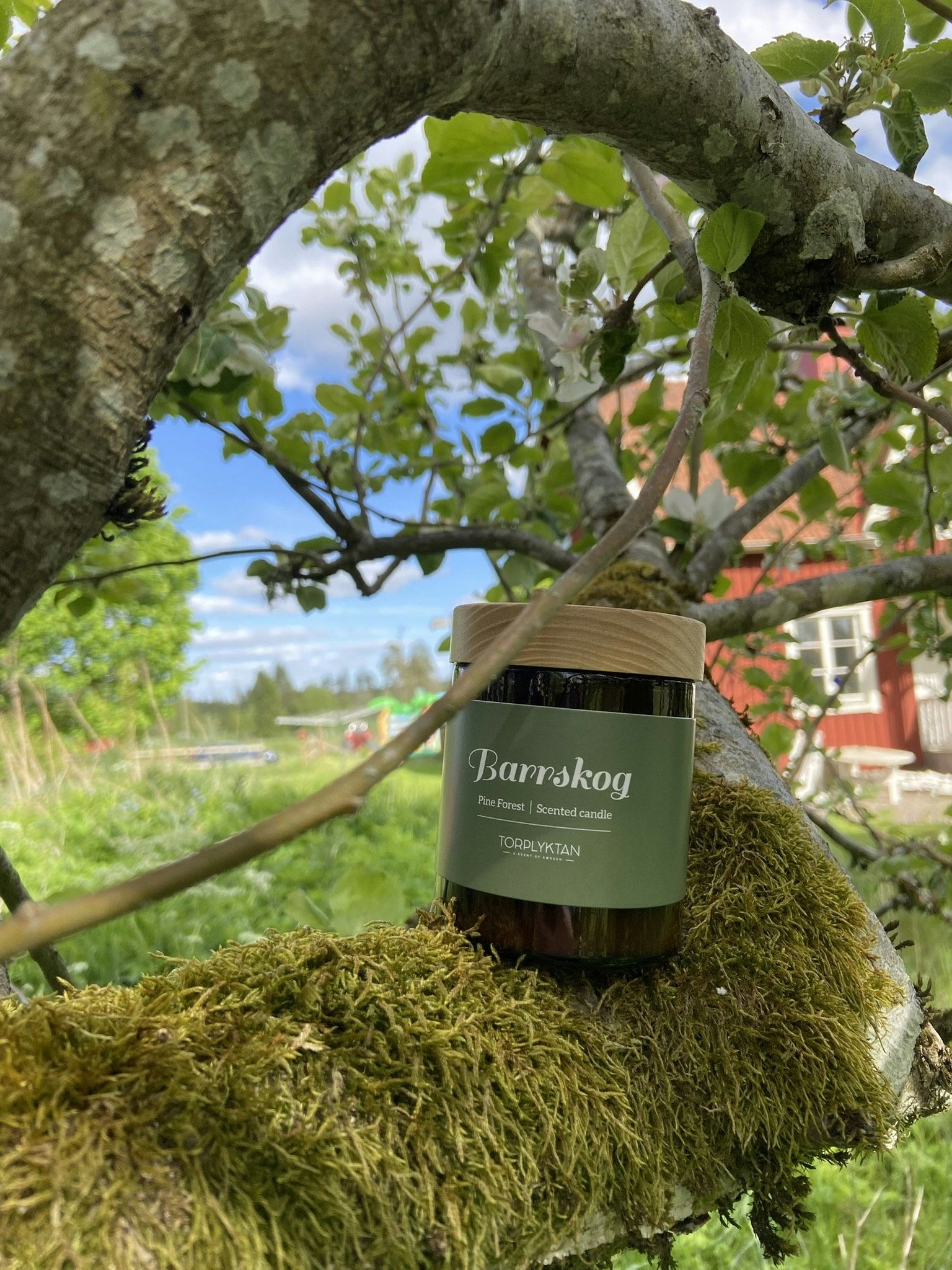 Torplyktan Barrskog