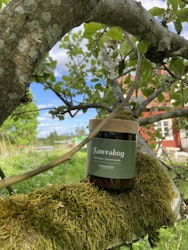 Torplyktan Barrskog