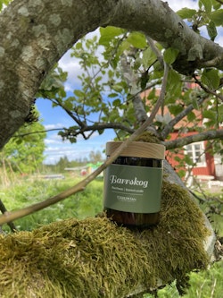 Torplyktan Barrskog