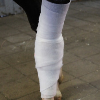 Polstervadd 10cm x 3m synt, VetProvide