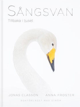 Sångsvan : Tillbaka i ljuset