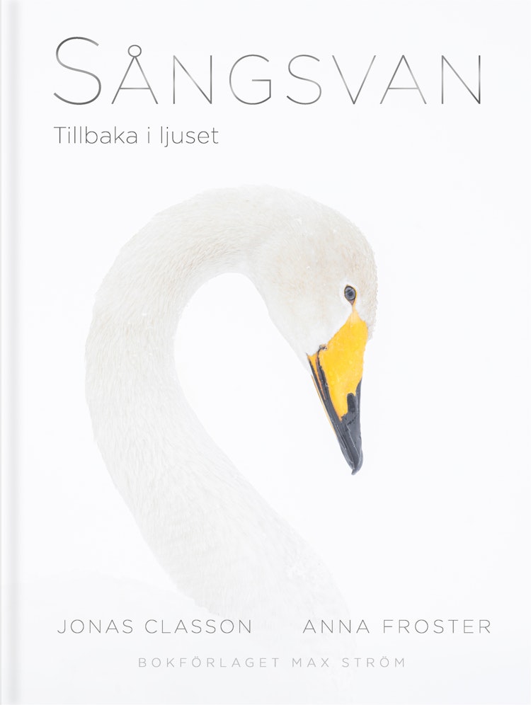 Sångsvan : Tillbaka i ljuset - finns i Rutströms bokhandel