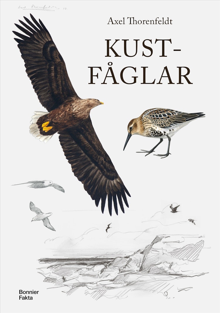 Kustfåglar - finns i Rutströms bokhandel