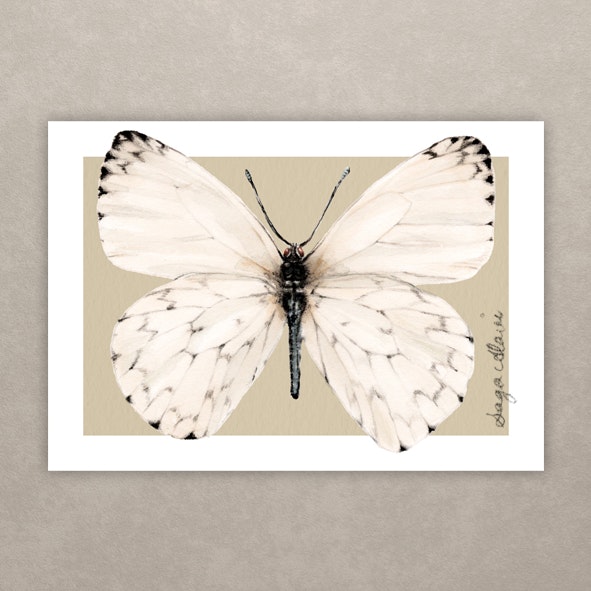Fine Art Print "Kålfjäril"