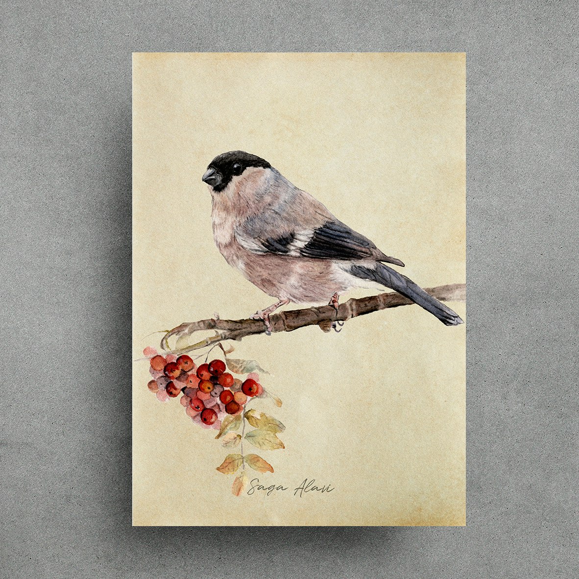 Art Print "Fru Domherre & Rönnbär"- Akvarellaffisch i "A5", "A4" och "A3" Format