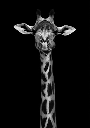 Giraff