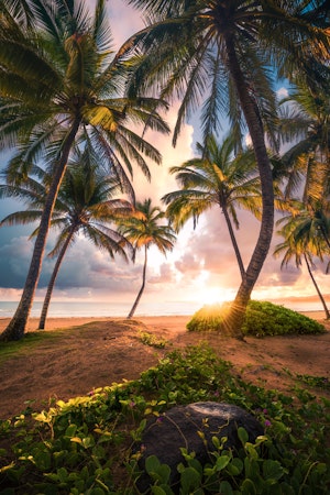 Paradise Shore