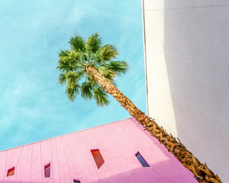 Palm Tree Lookup