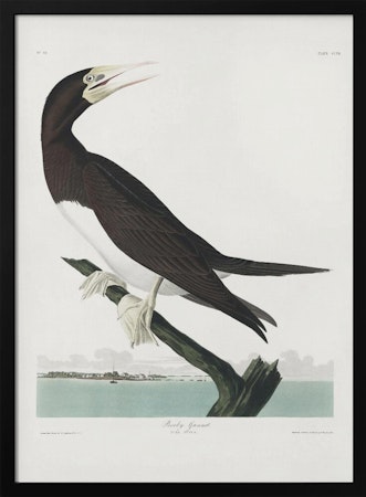 Booby Gannet - Birds of America