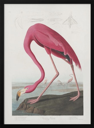 Pink Flamingo - Birds of America