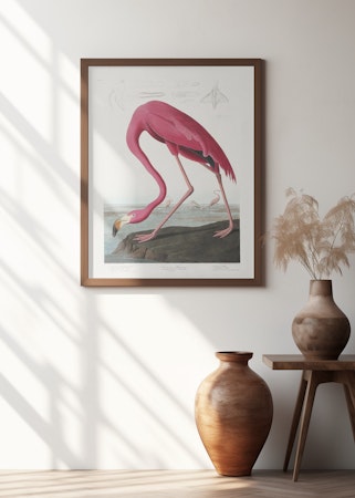 Pink Flamingo - Birds of America
