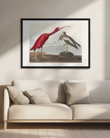 Scarlet Ibis - Birds of America