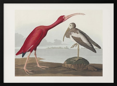 Scarlet Ibis - Birds of America