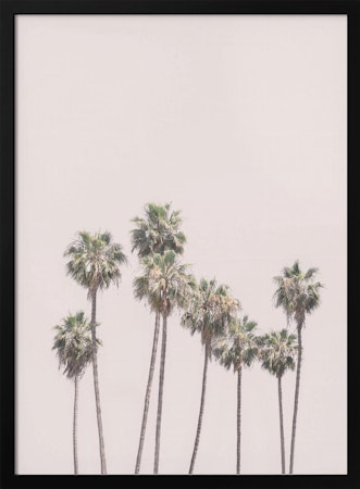 Blush Palms