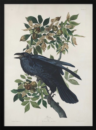 Raven - Birds of America