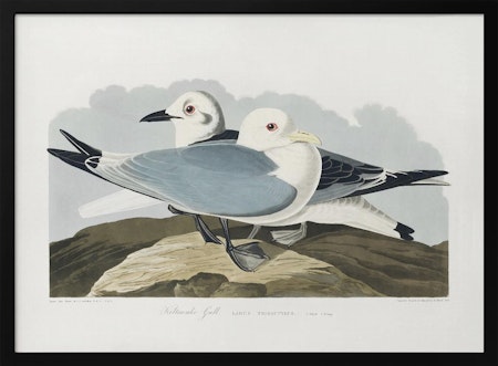 Kittiwake Gull - Birds of America