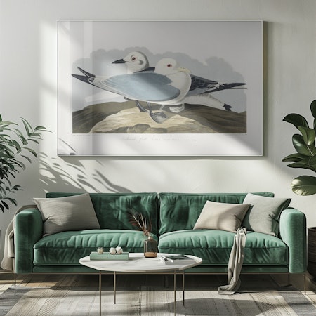 Kittiwake Gull - Birds of America