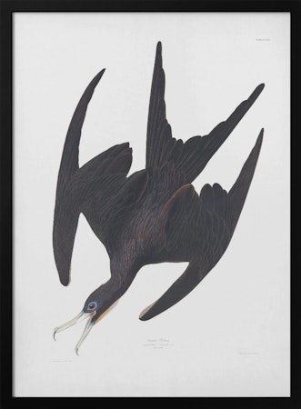 Frigate Pelican - Birds of America