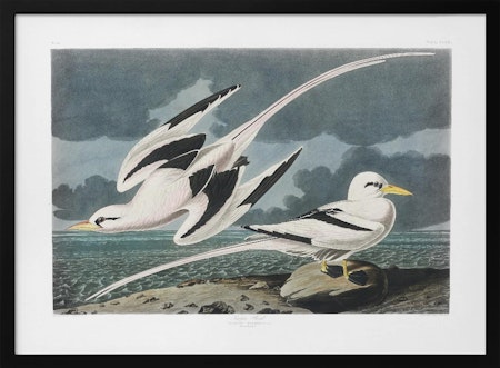 Tropic Bird - Birds of America