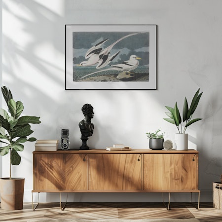 Tropic Bird - Birds of America