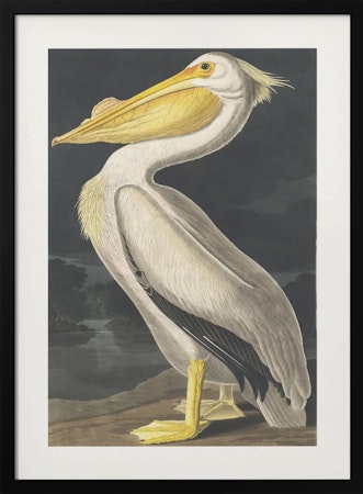 American White Pelican - Birds of America