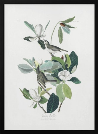 Warbling Flycatcher - Birds of America