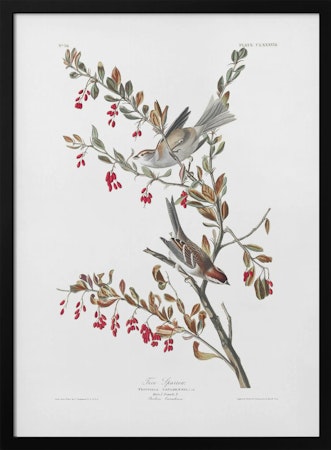 Tree Sparrow - Birds of America