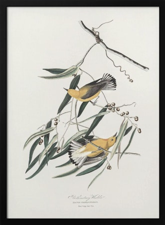 Prothonotary Warbler - Birds of America