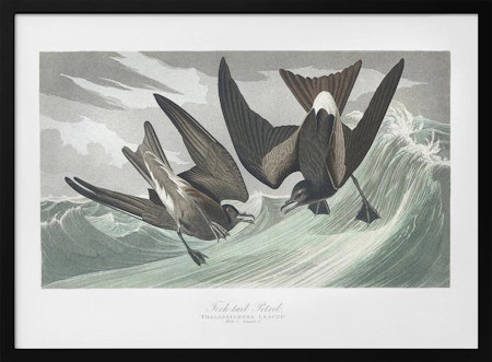 Fork Tailed Petrel - Birds of America