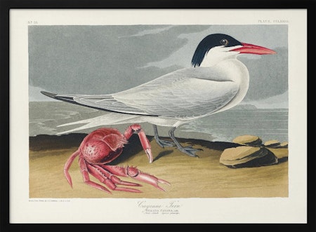 Cayenne Tern - Birds of America