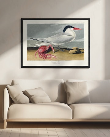 Cayenne Tern - Birds of America