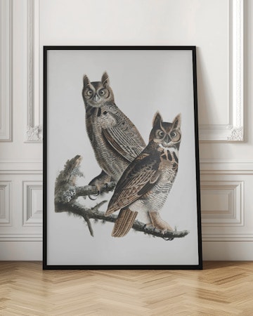 Great Horned Owl  - Birds of America